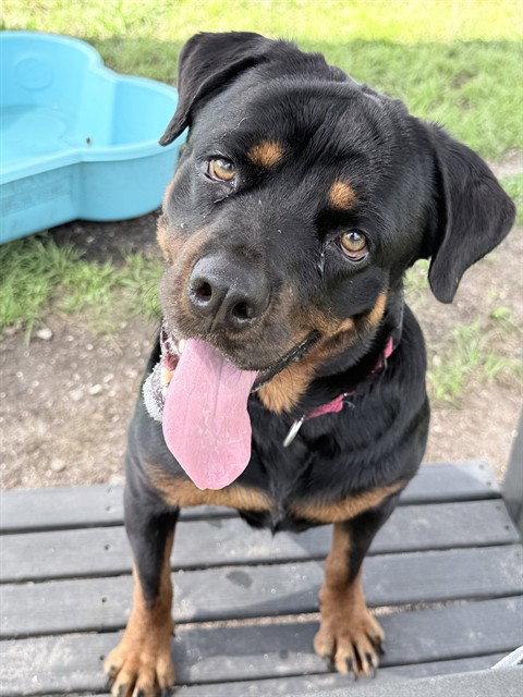 Zola