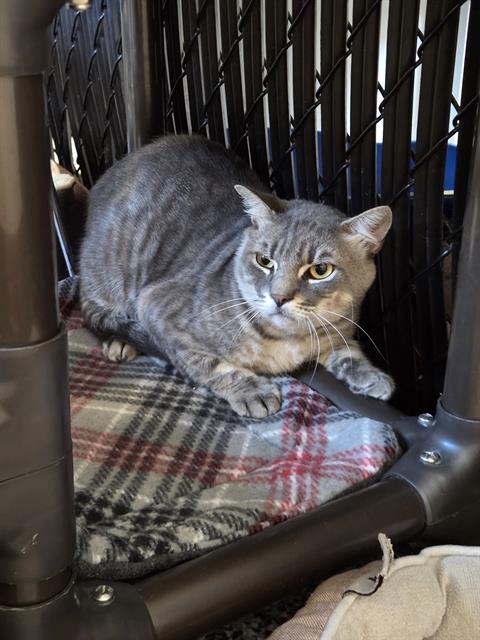 TOMMY, an adoptable Domestic Short Hair in Palmetto, FL