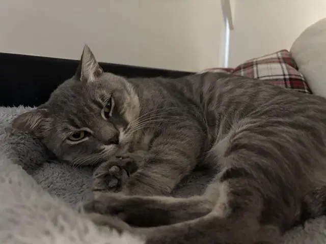 Unknown - Domestic Short Hair