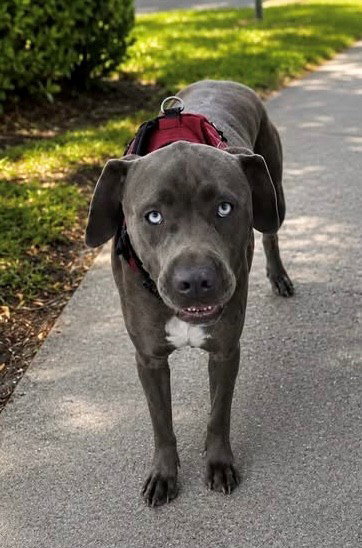 Oakley