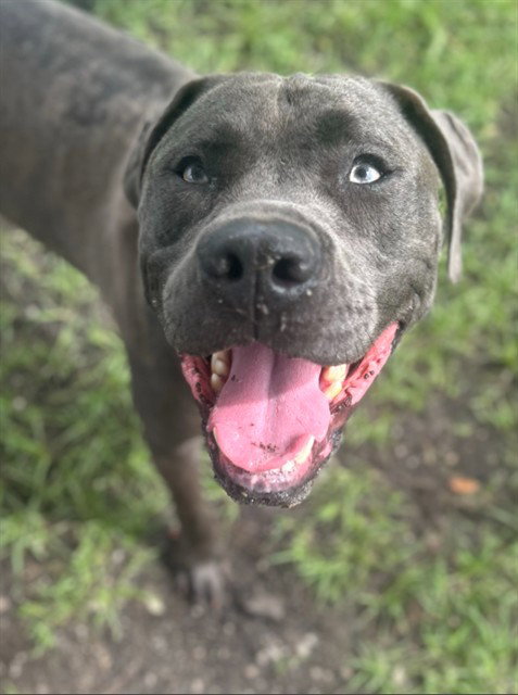OAKLEY