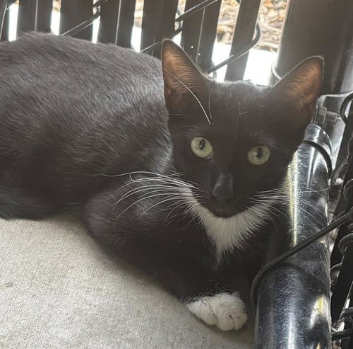 ABBY, an adoptable Domestic Short Hair in Palmetto, FL