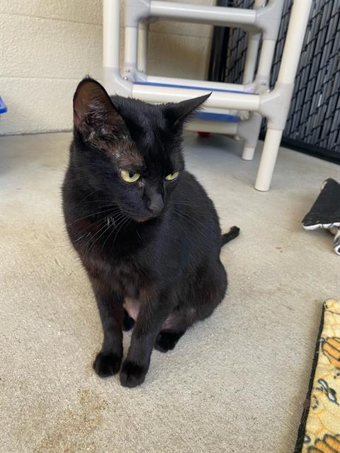 ANNIE, an adoptable Domestic Short Hair in Palmetto, FL