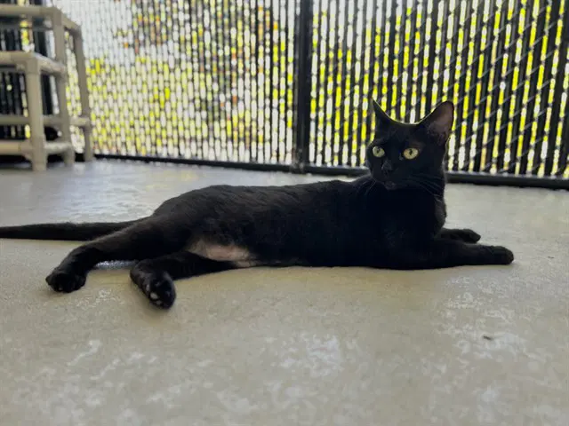 Annie - Domestic Short Hair