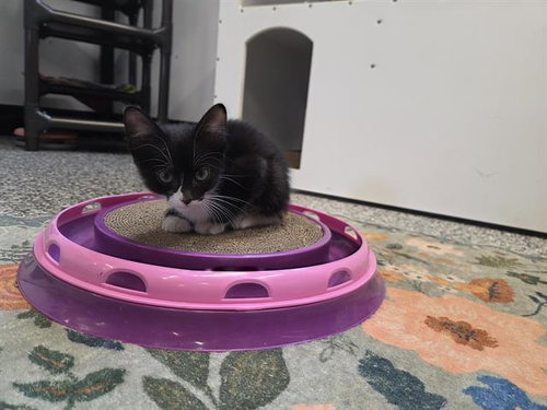 VALLEY, an adoptable Domestic Short Hair in Palmetto, FL
