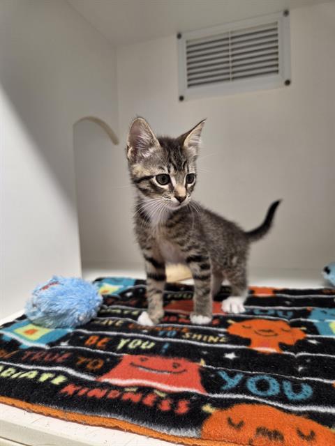ABBY ANNE, an adoptable Domestic Short Hair in Palmetto, FL