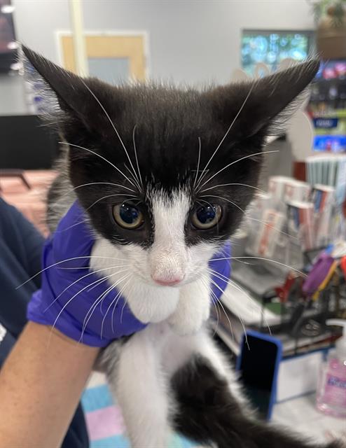 A137303, Baby Domestic Short Hair (medium coat), cat for adoption in Bradenton, Florida