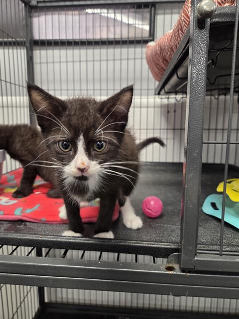 BLUE, an adoptable Domestic Short Hair in Palmetto, FL