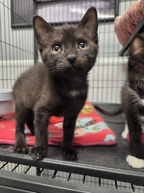 MIDNIGHT, an adoptable Domestic Short Hair in Palmetto, FL