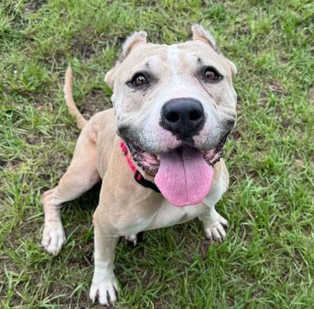 Unknown - Staffordshire Bull Terrier