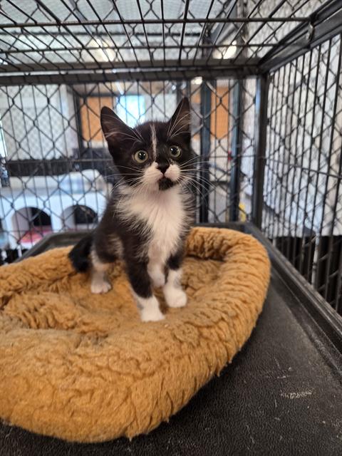 PEPPER, an adoptable Domestic Short Hair in Palmetto, FL