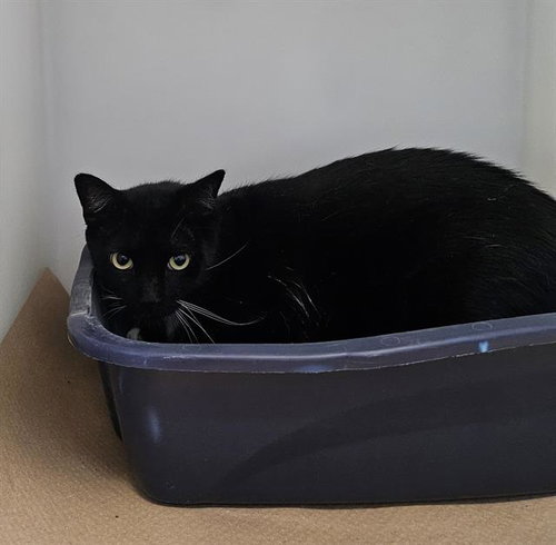 LUCKY STAR, an adoptable Domestic Short Hair in Palmetto, FL