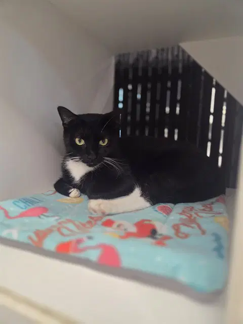 Lucky Star - Domestic Short Hair