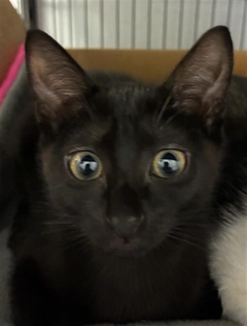 Cleopatra