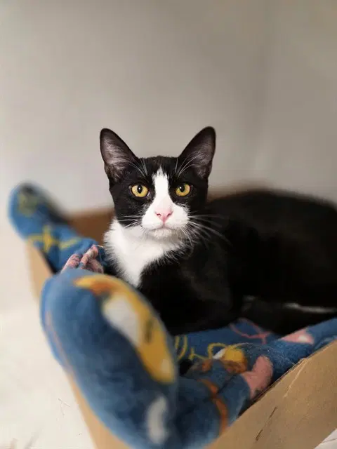 Unknown - Domestic Short Hair