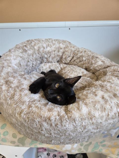 GIANNA, an adoptable Domestic Short Hair in Palmetto, FL