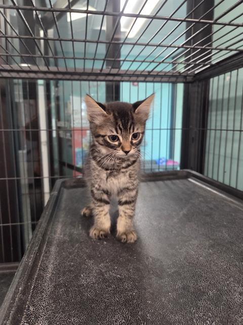 TWINKLE, an adoptable Domestic Medium Hair in Palmetto, FL