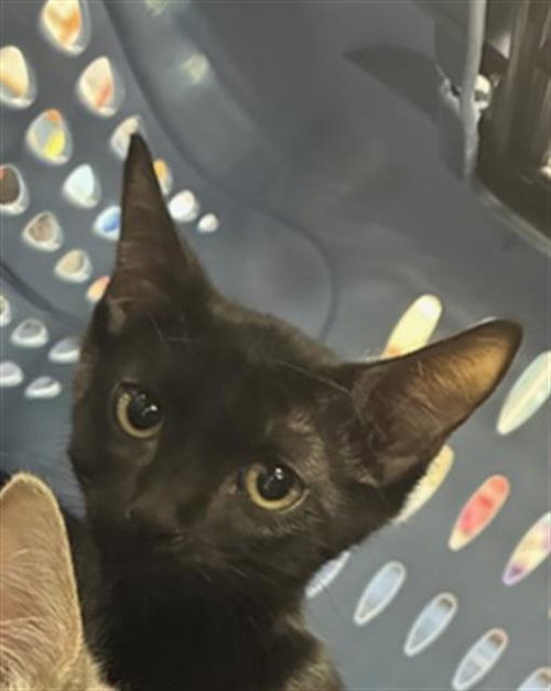 A137549, an adoptable Domestic Short Hair in Palmetto, FL