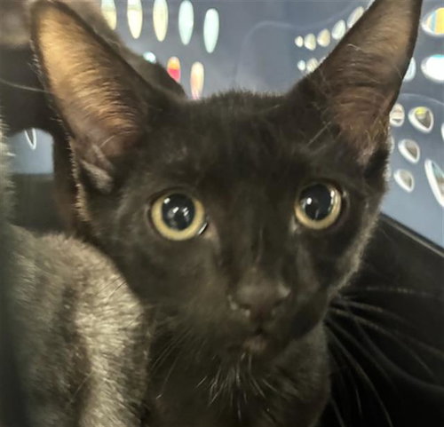 A137551, an adoptable Domestic Short Hair in Palmetto, FL