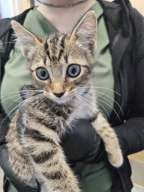 A137608, an adoptable Domestic Short Hair in Palmetto, FL