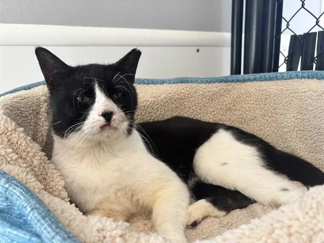 Tuck - Domestic Short Hair