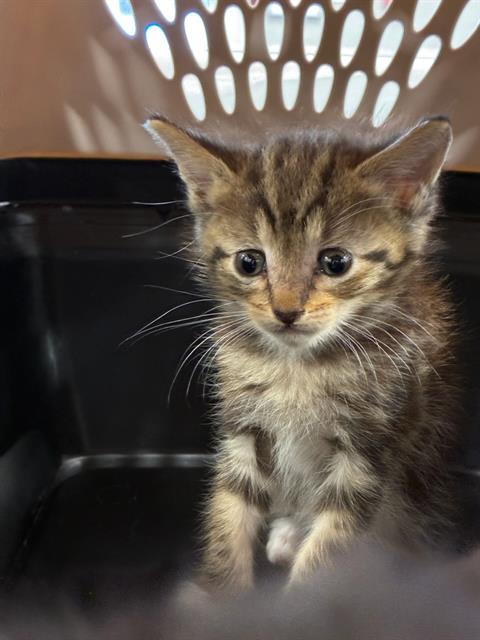 Peanut