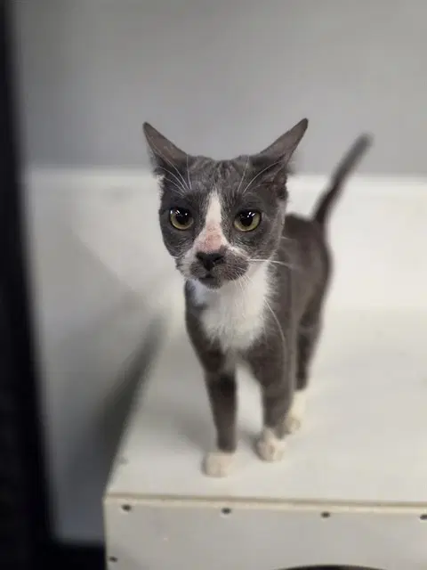 Quinn - Domestic Short Hair