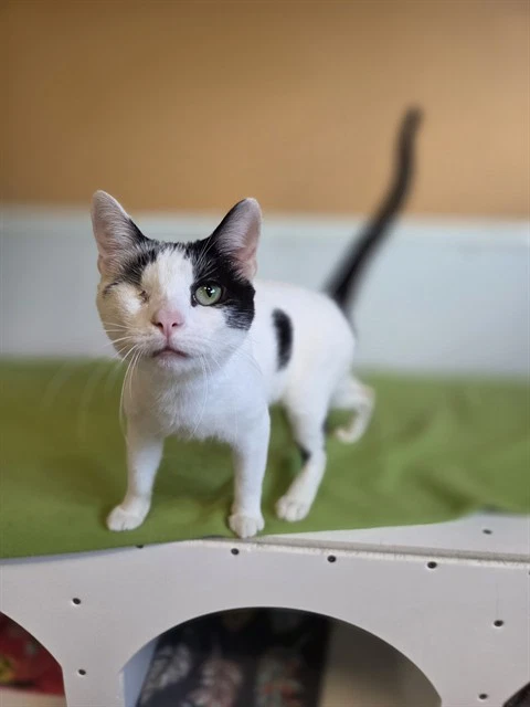 Meko