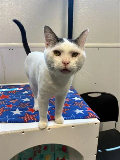 Julian - Domestic Short Hair