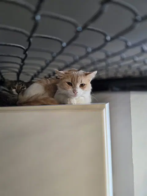 Unknown - Domestic Short Hair