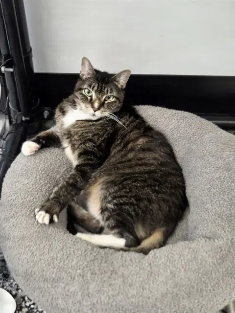 Fanch - Domestic Short Hair