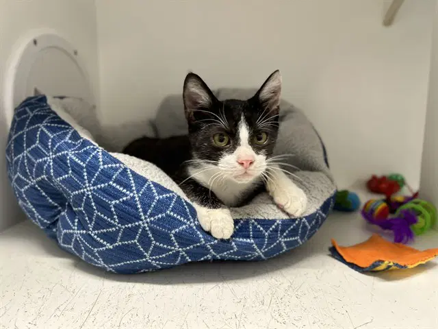 Unknown - Domestic Short Hair