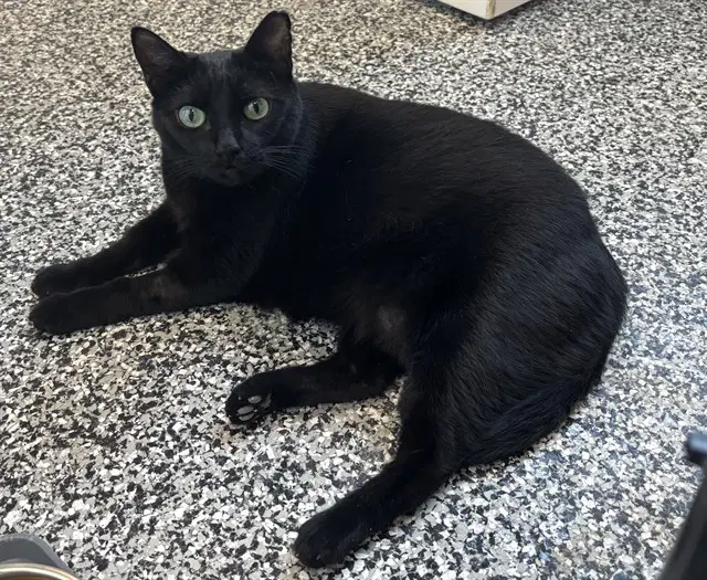 Fatima - Domestic Short Hair
