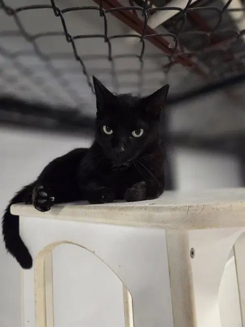 Ellie - Domestic Short Hair