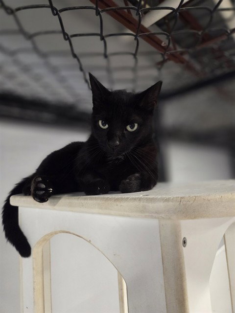 ELLIE, a cat for adoption from Manatee County Animal Services