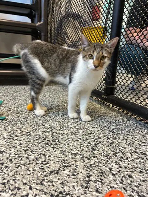 Unknown - Domestic Short Hair