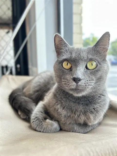 Sable - Domestic Short Hair