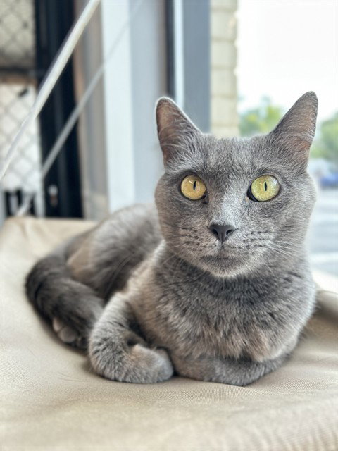 SABLE