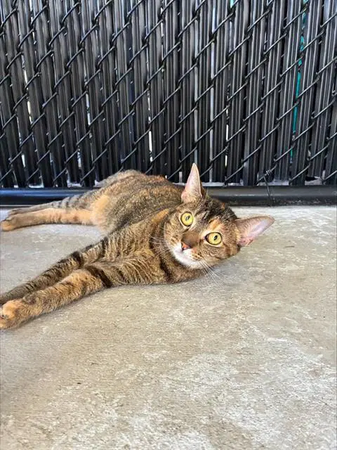 Rhombus - Domestic Short Hair