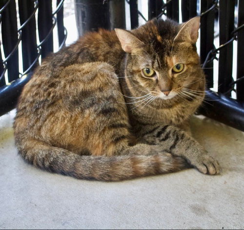 picture of the cat needing adoption