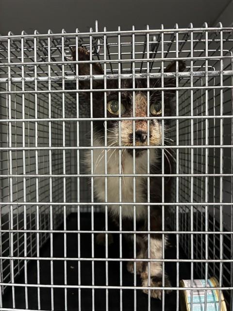 picture of the cat needing adoption