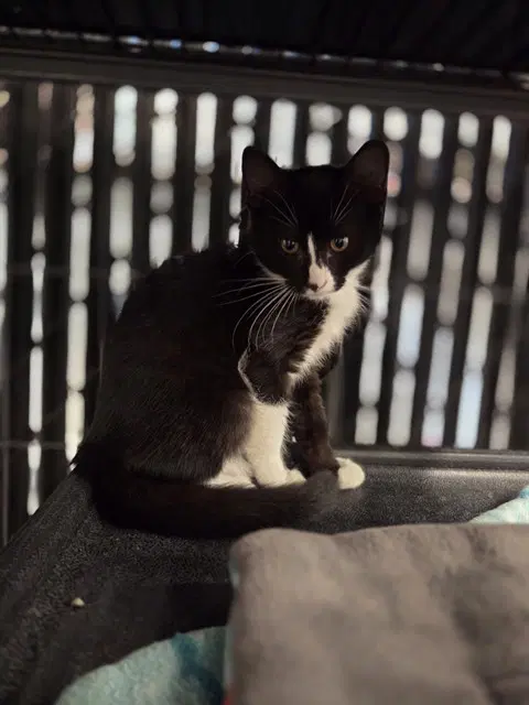 Meg - Domestic Short Hair