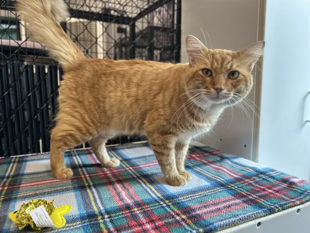 Unknown - Domestic Short Hair
