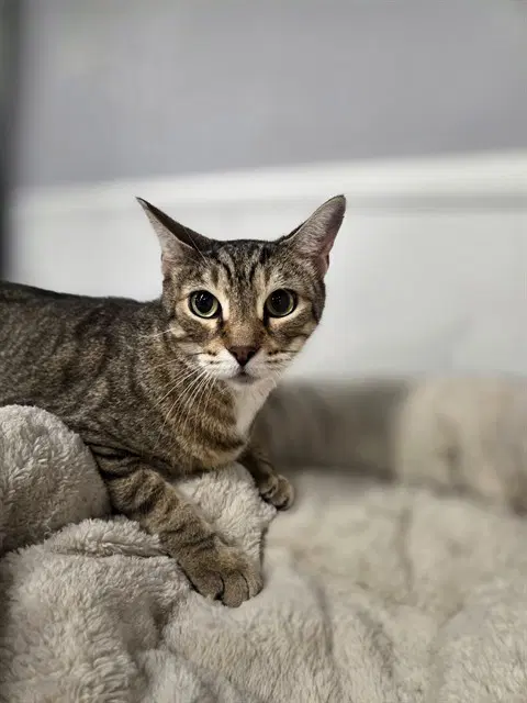 Mondo - Domestic Short Hair
