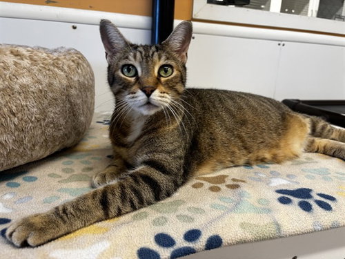 picture of the cat needing adoption