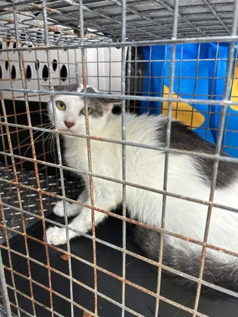 Unknown - Domestic Short Hair