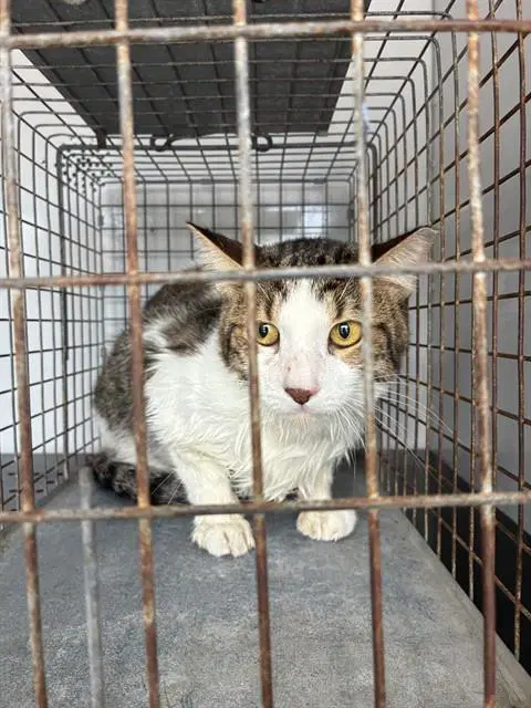 Unknown - Domestic Short Hair