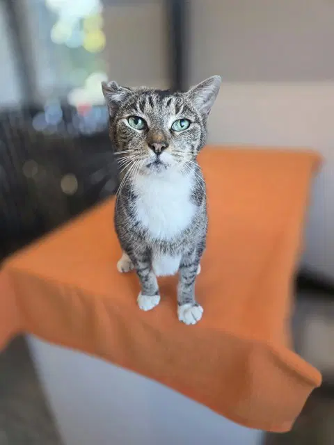Jordan - Domestic Short Hair