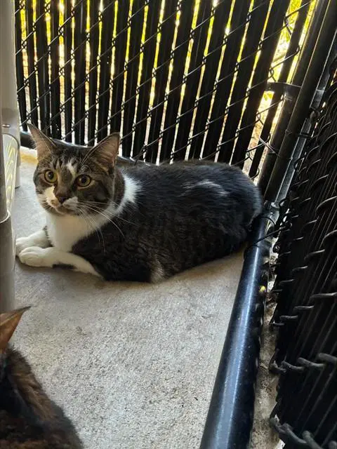 Kisses - Domestic Short Hair