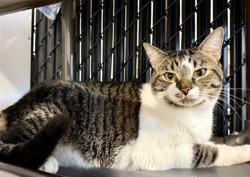 picture of the cat needing adoption
